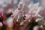 Kalmia Latifolia